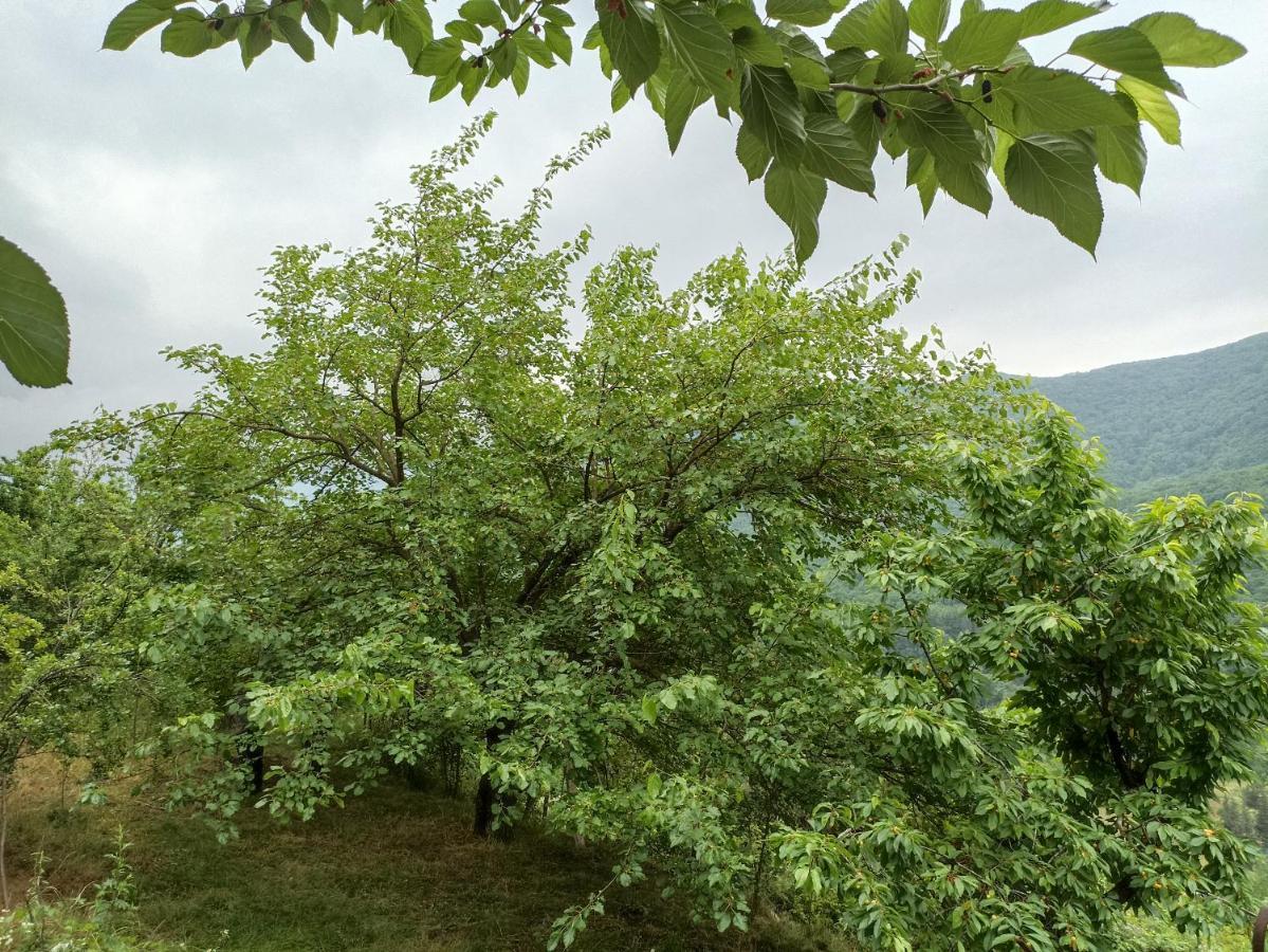 Green Garden Ijevan Bagian luar foto